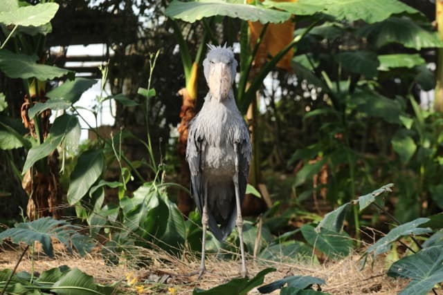 Animal kingdom banner