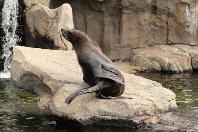 Animal kingdom banner