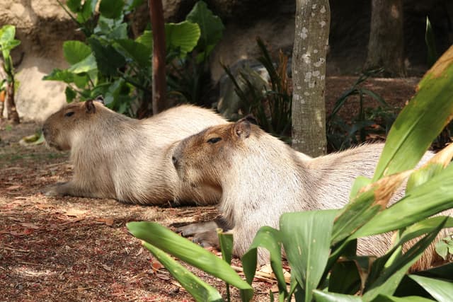 Capybara