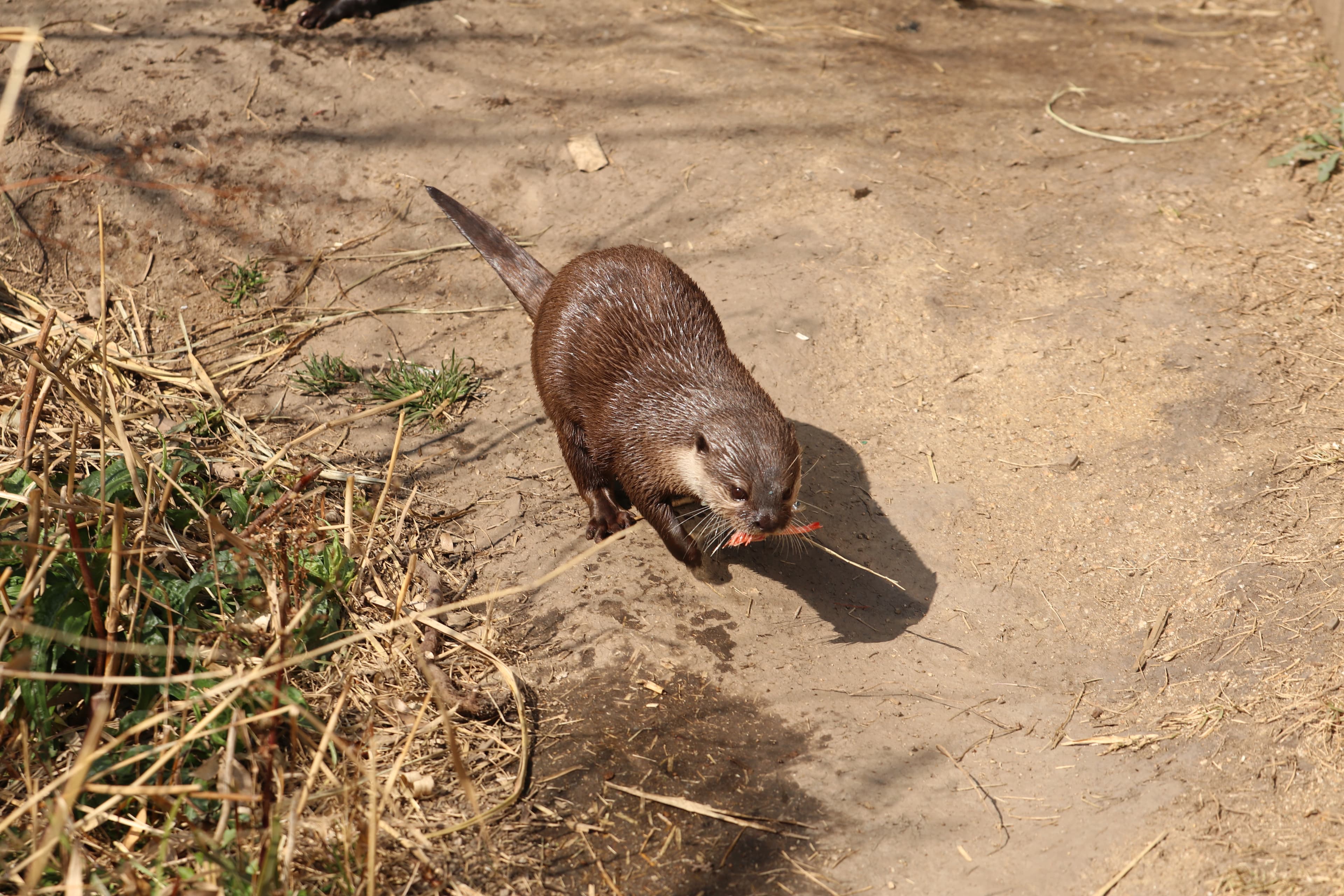 Animal kingdom banner