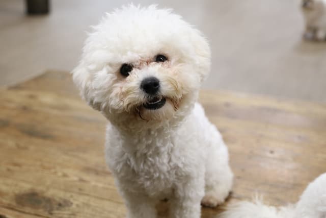 Bichon Frise