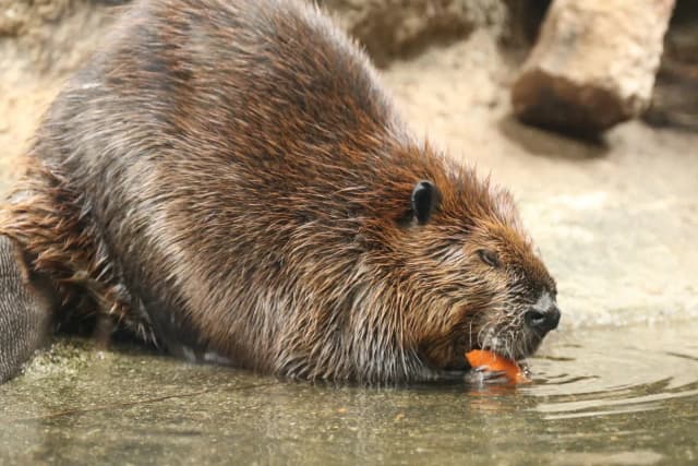 American Beaver