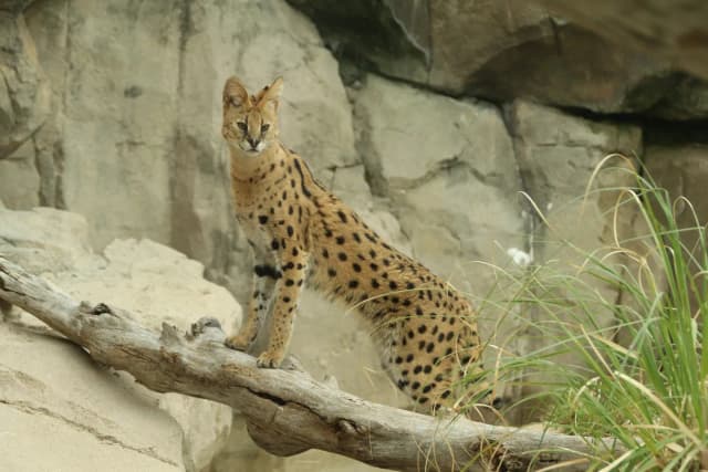 Serval