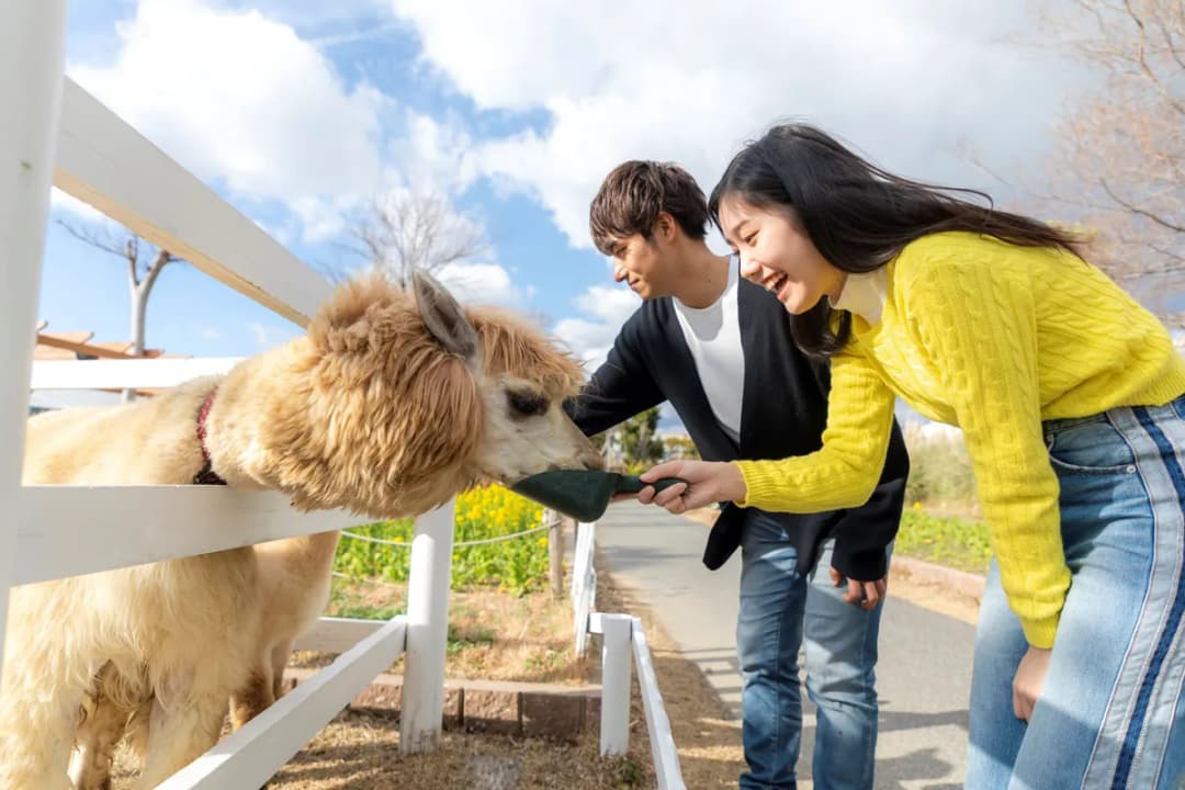 Alpaca Feeding