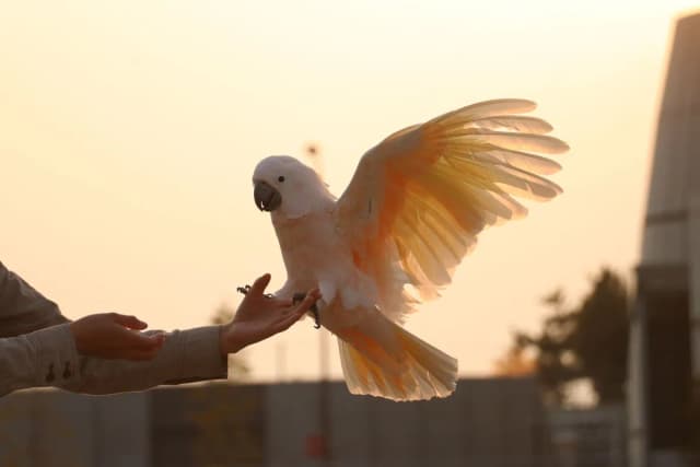 Salmon-crested Cockatoo