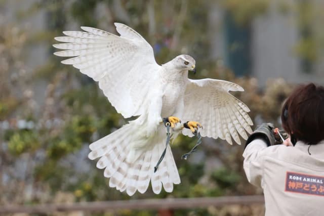 White Northern Goshawk