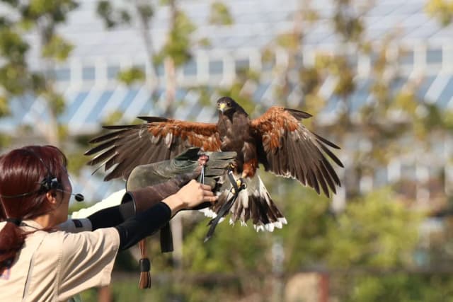Harris's Hawk