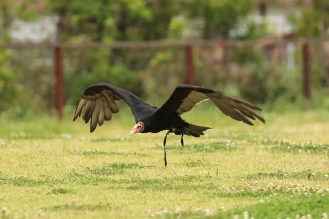 Turkey Vulture