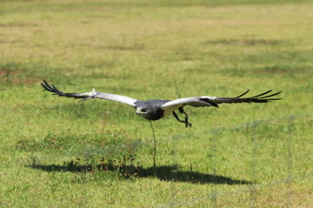 Geranoaetus melanoleucus