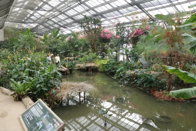 Shoebill Ecological Garden (Big bill)