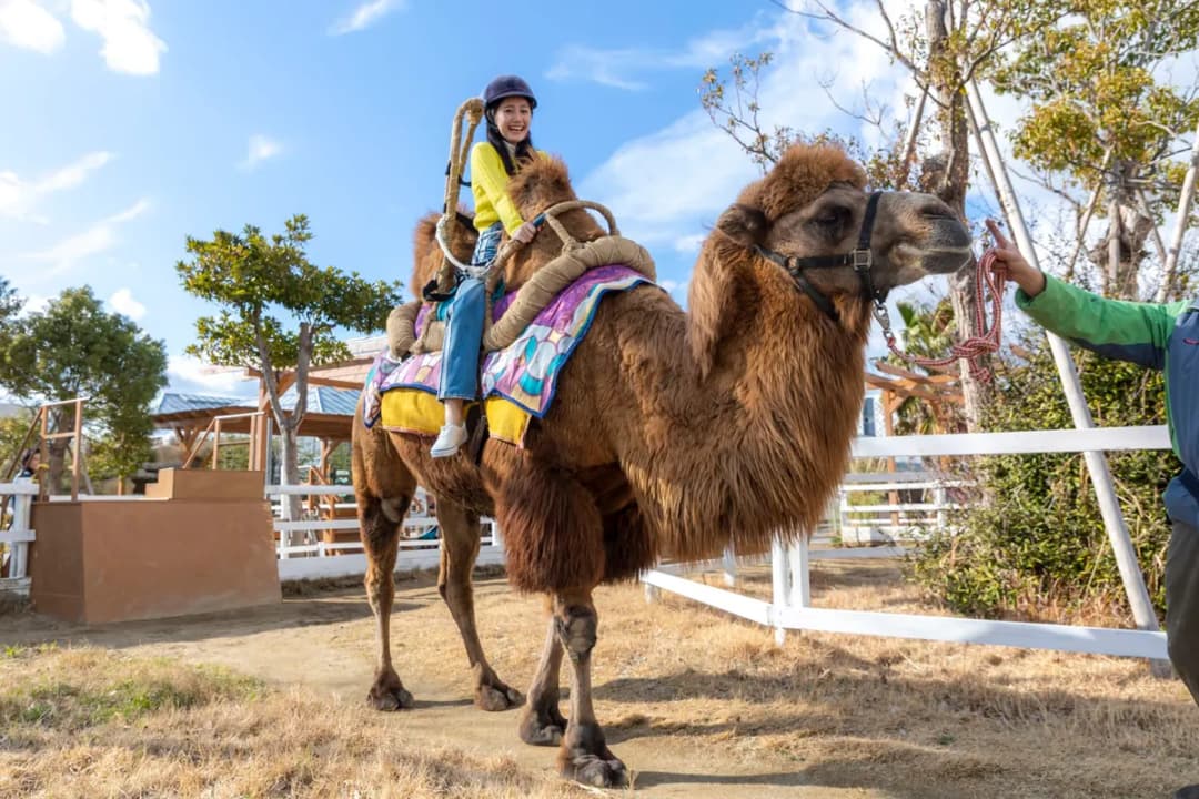 Camel Ride