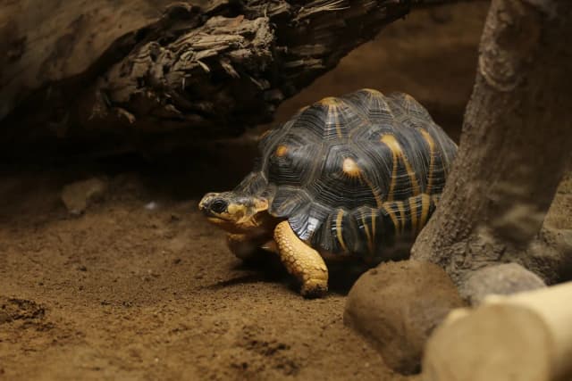 Radiated Tortoise
