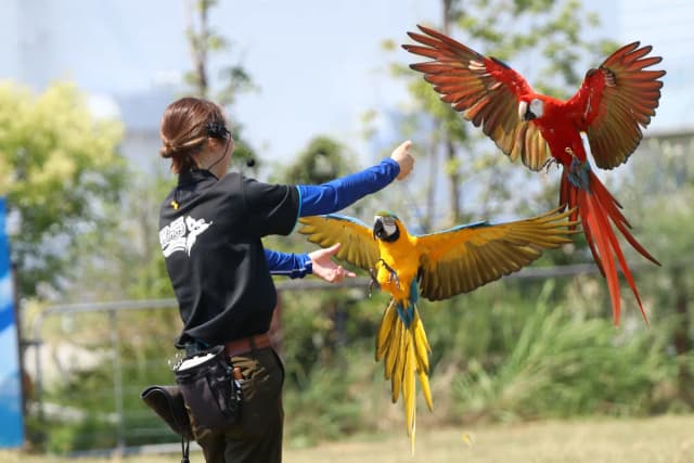 Wings～自由飛翔鳥類演出～