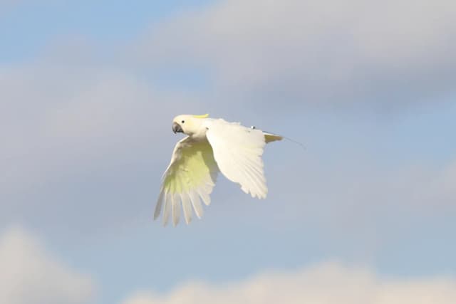 Sulphur-crested Cockatoo