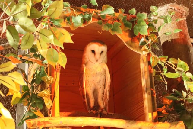 Western Barn Owl
