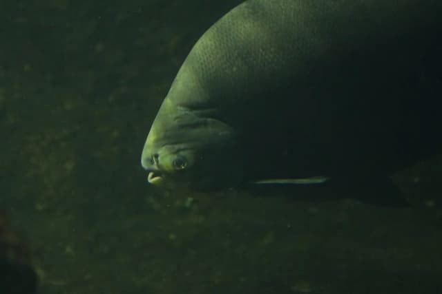 Tambaqui