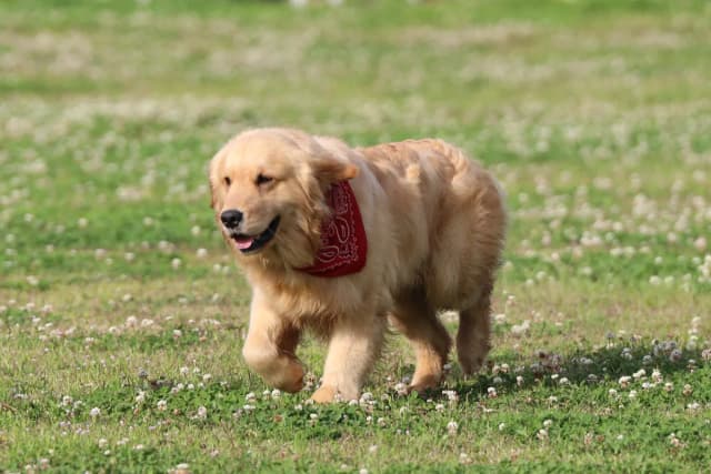 Dog (Domestic) Golden Retriever