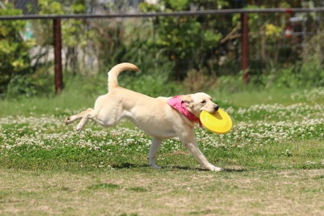 Dog (Domestic) Labrador Retriever