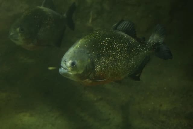 Red-bellied piranha