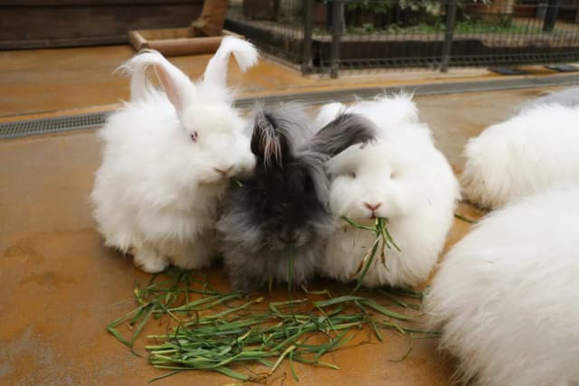 English Angora