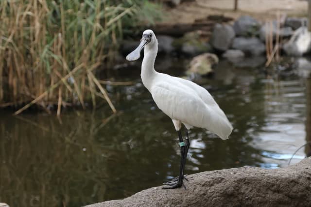 Black-faced　Spoonbill