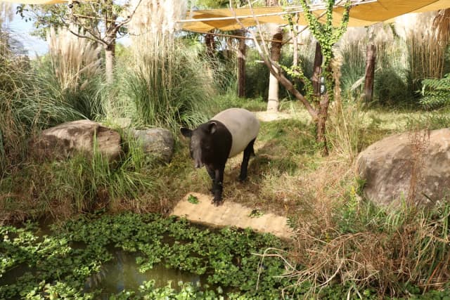 Malayan Tapir