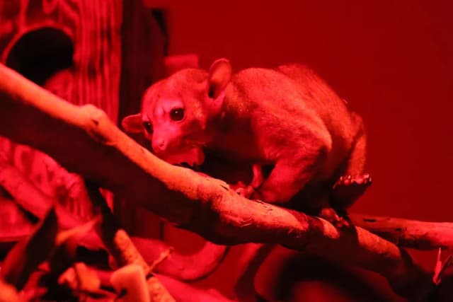 Kinkajou