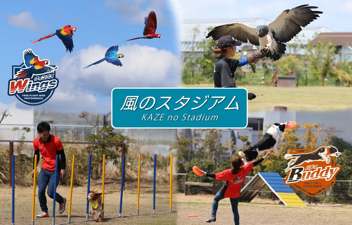 風的運動場