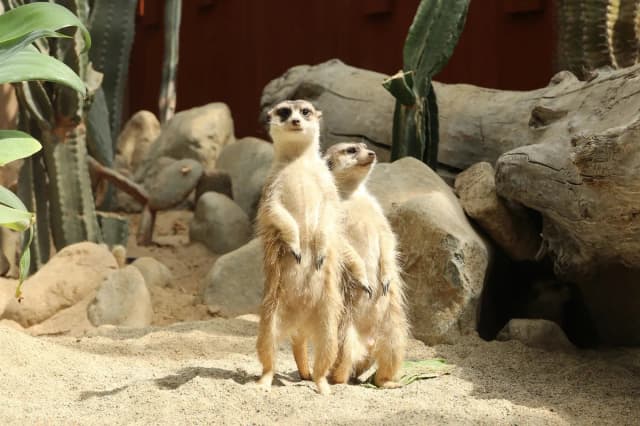 Meerkat