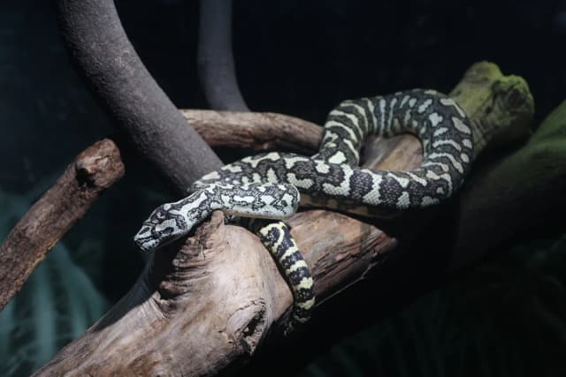 Carpet python