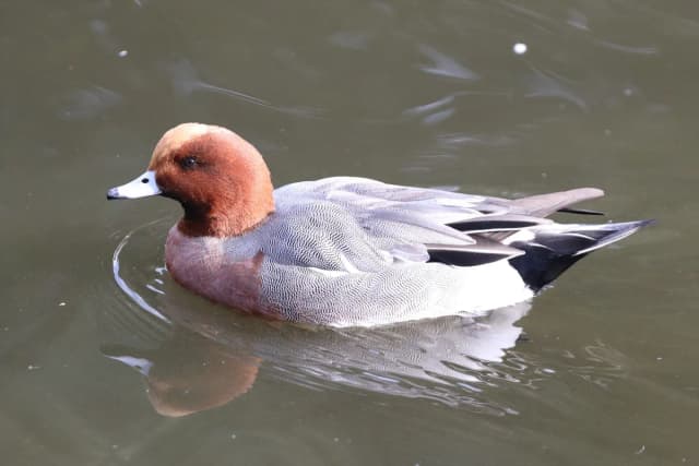 Eurasian Wigeon