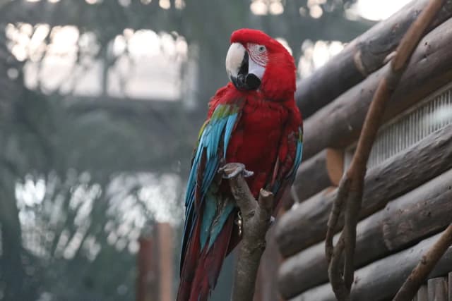Red-and-green Macaw
