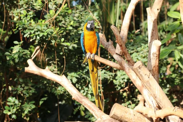 Blue and Yellow Macaw