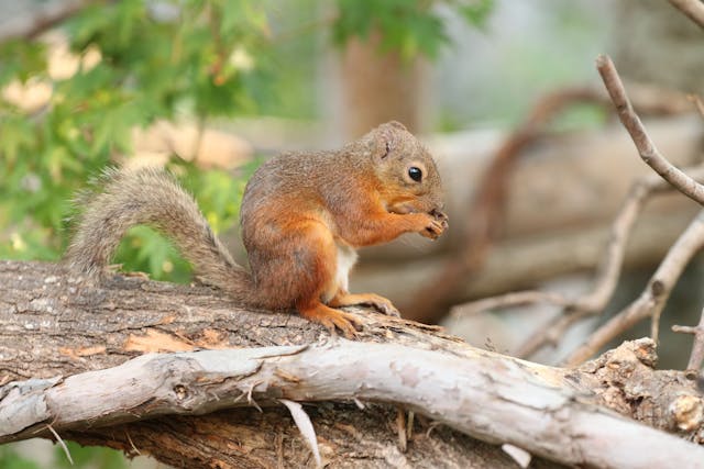 リスの森  ~Squirrel Forest~