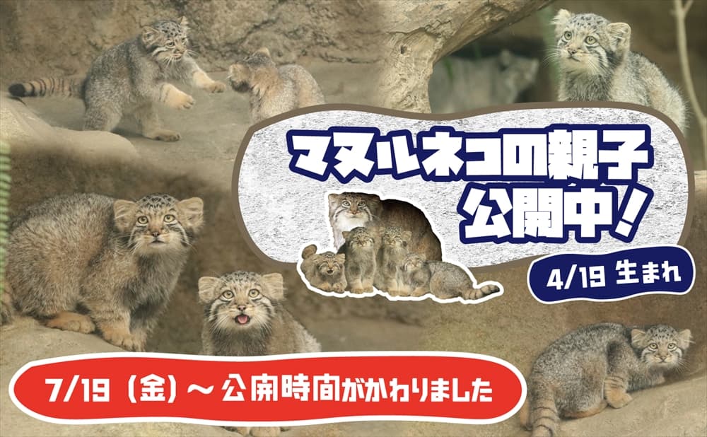 Animal kingdom banner