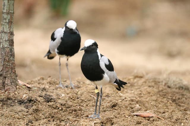 Blacksmith Plover
