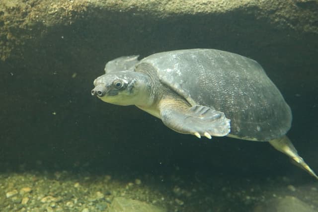 Pig-nosed turtle