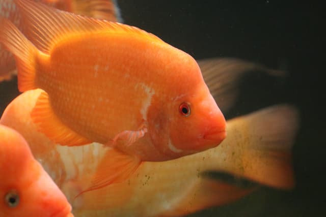 Midas cichlid