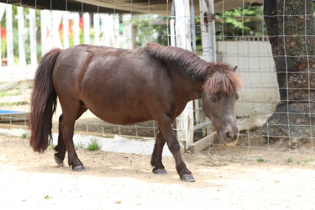 Miniature Horse