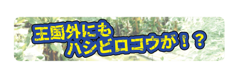 Animal kingdom banner