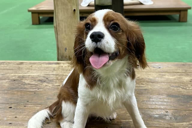 Cavalier King Charles Spaniel