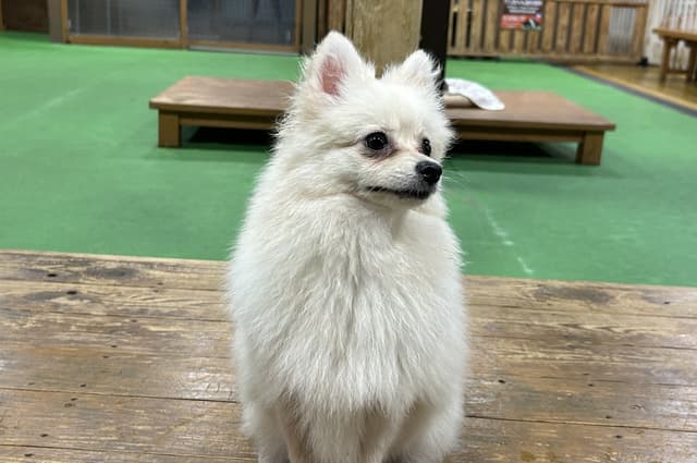 Pomeranian