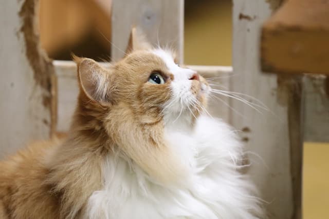 Norwegian Forest Cat