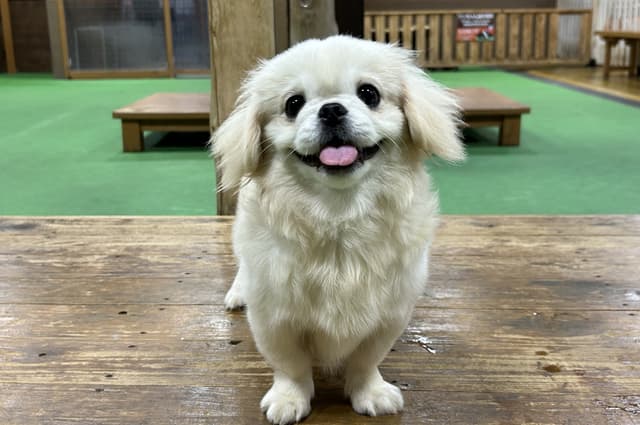 Pekingese