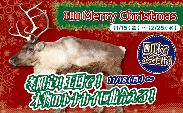 Animal kingdom banner