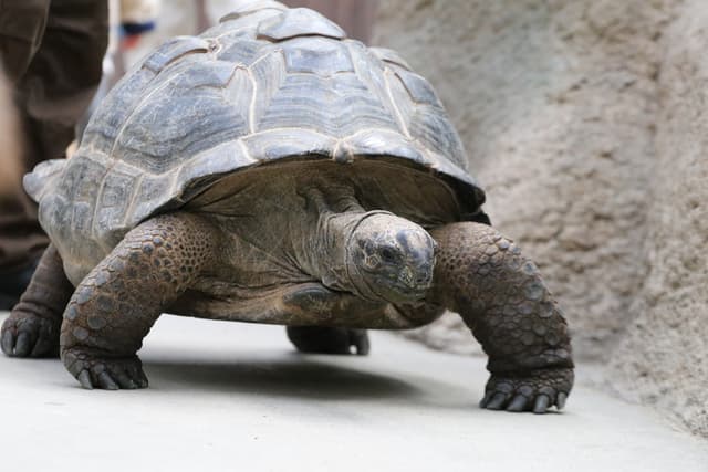 Aldabra giant tortoise