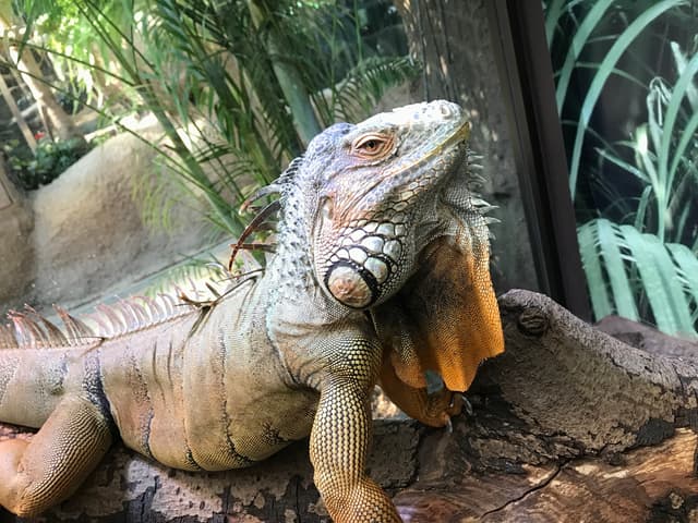 Green iguana