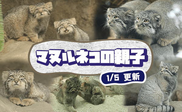 Animal kingdom banner