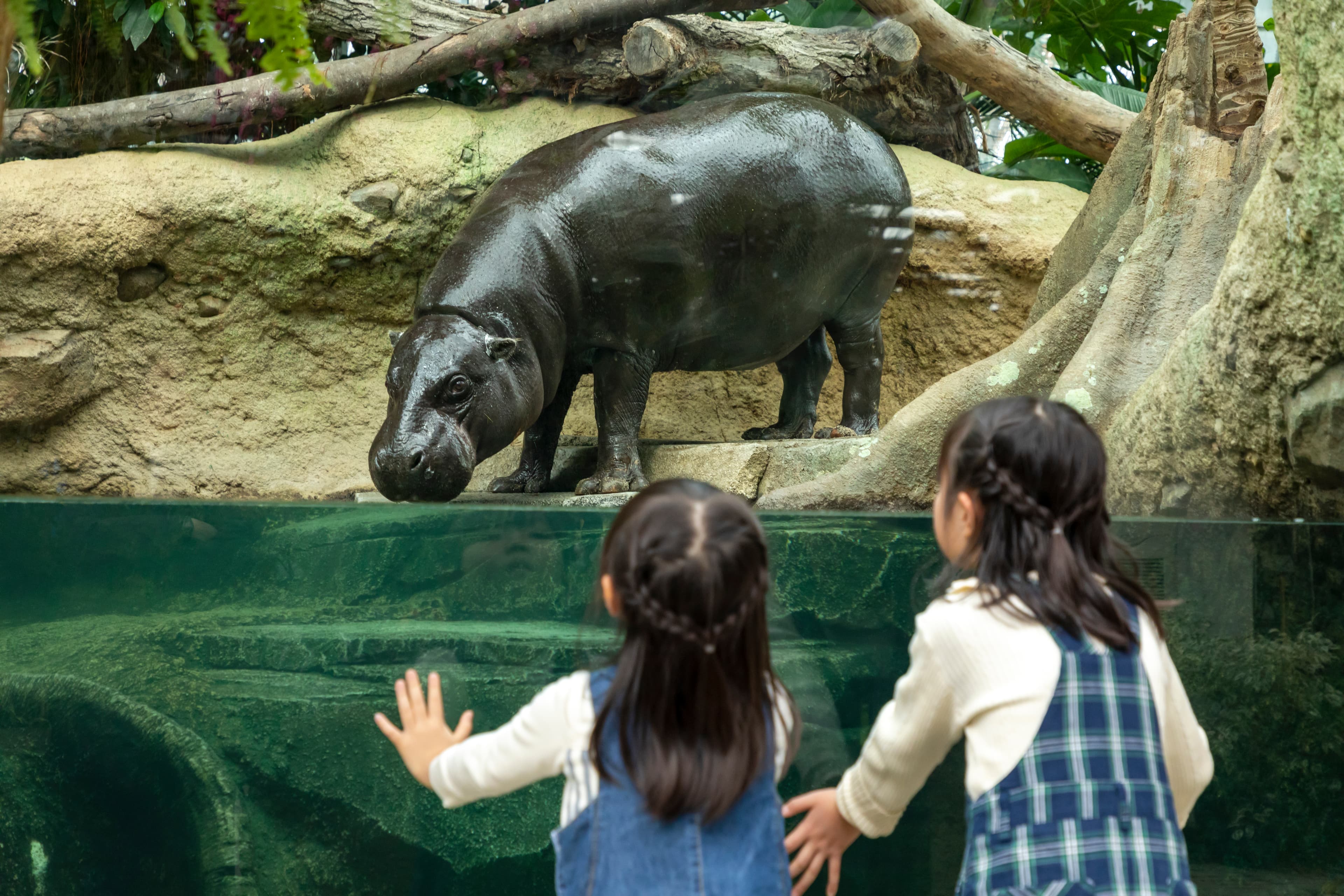 Animal kingdom banner