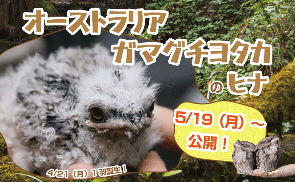 Animal kingdom banner